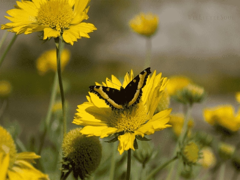 试管需要辞职嘛（重庆私人试管机构）